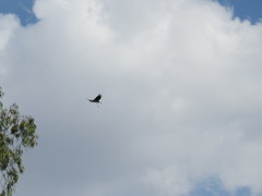 Leptoptilos crumenifer