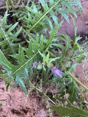 Cirsium arizonicum