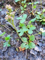 Micranthes occidentalis