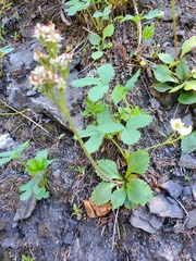 Micranthes occidentalis