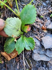 Micranthes occidentalis