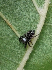 Paraphidippus aurantius
