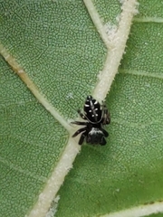 Paraphidippus aurantius
