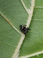 Paraphidippus aurantius