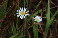 Symphyotrichum boreale