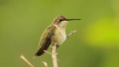 Archilochus alexandri