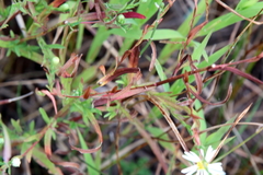 Symphyotrichum boreale