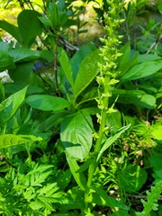 Platanthera stricta