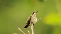 Archilochus alexandri