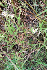 Symphyotrichum boreale