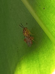 Conura maculata