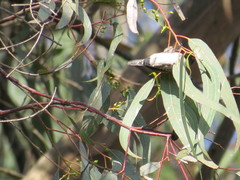 Spermestes cucullata