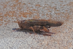 Lactista gibbosus
