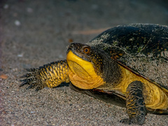 Emydoidea blandingii