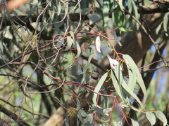 Spermestes cucullata