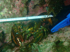 Homarus americanus
