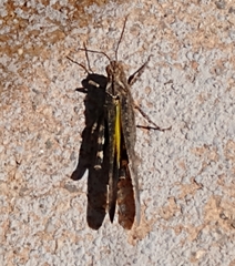 Lactista gibbosus