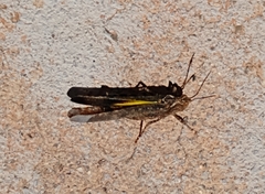 Lactista gibbosus