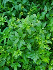 Osmorhiza occidentalis