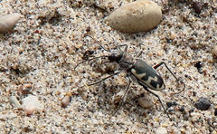 Cicindela formosa