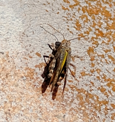 Lactista gibbosus