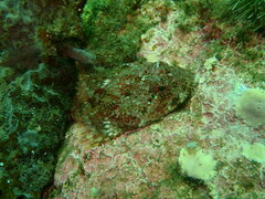 Myoxocephalus