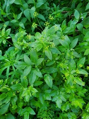 Osmorhiza occidentalis