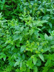 Osmorhiza occidentalis