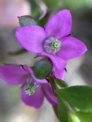 Boronia crenulata