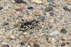 Cicindela formosa
