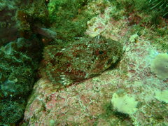 Myoxocephalus