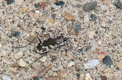 Cicindela formosa
