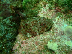 Myoxocephalus