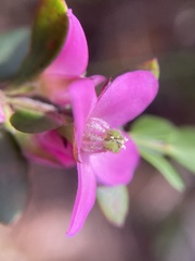 Boronia crenulata