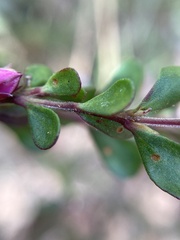 Boronia crenulata