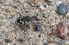 Cicindela formosa