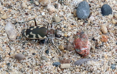 Cicindela formosa