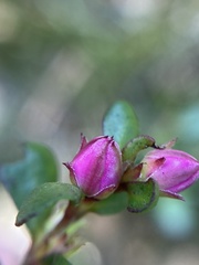 Boronia crenulata