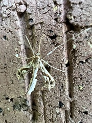 Lineodes