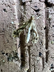Lineodes