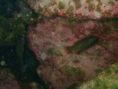 Tautogolabrus adspersus