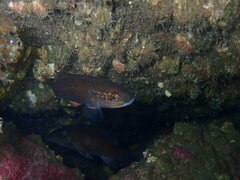 Tautogolabrus adspersus