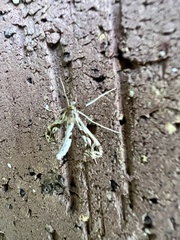 Lineodes