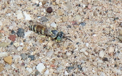 Microbembex monodonta