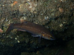 Tautogolabrus adspersus