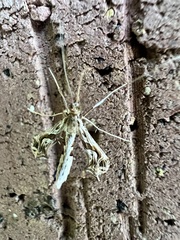Lineodes