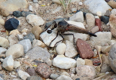 Proctacanthus milbertii