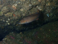 Tautogolabrus adspersus