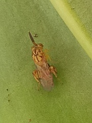 Conura maculata