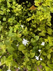 Jasminum